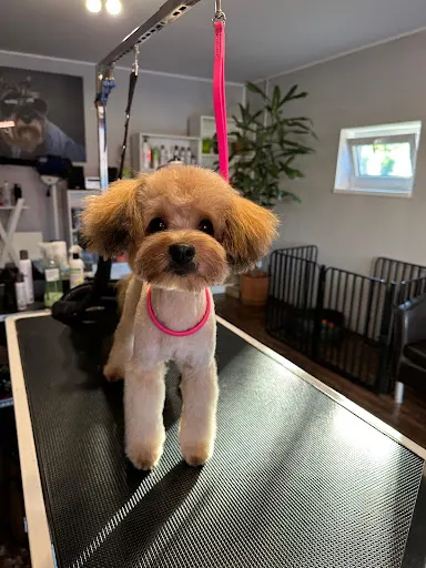 Psia Przygoda Salon Urody dla Psów